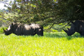 Kragga Kamma Game Park Port Elizabeth Exterior foto