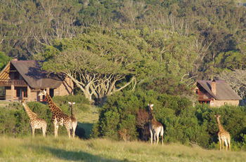 Kragga Kamma Game Park Port Elizabeth Exterior foto