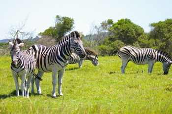 Kragga Kamma Game Park Port Elizabeth Exterior foto